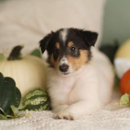 Yves Saint Laurent - White male Collie puppy in Huffville, Virginia from Blackberry Hills Cattle dogs and Collies