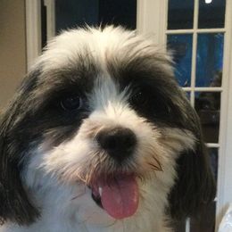 Kota - Lhasa Apso