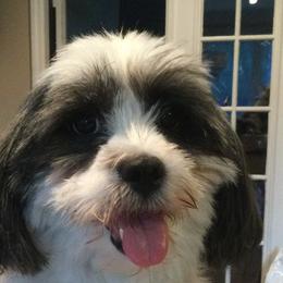 Kota - Lhasa Apso