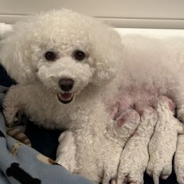 Bichon Frise Puppies from Charming Bichons