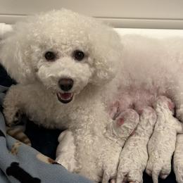 Bichon Frise Puppies from Charming Bichons