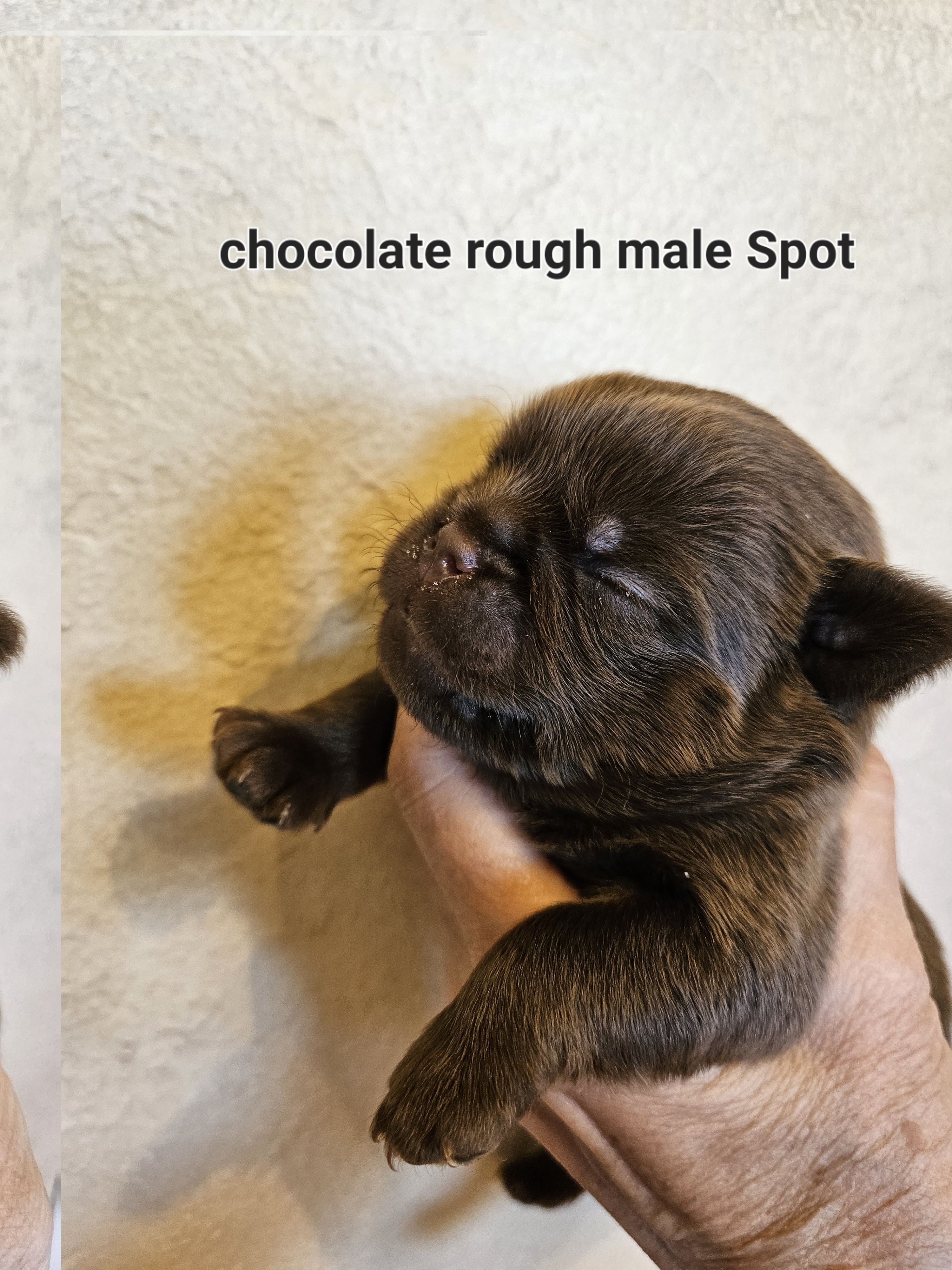 Spot - Brown male Brussels Griffon puppy in Lewiston, Idaho from Rose's Brussels Griffons