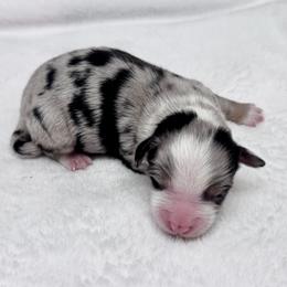 Bachelor - Blue merle male Toy Australian Shepherd puppy in Bly, Oregon from Apacheblus Toy Aussies
