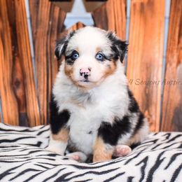 Australian Shepherd Puppies from 4 Seasons Toy and Mini Aussies