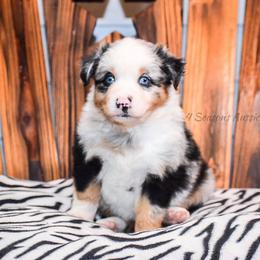 Australian Shepherd Puppies from 4 Seasons Toy and Mini Aussies