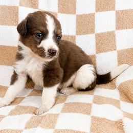 Gus - Merle male Bernedoodle puppy in Holden, Missouri from Mid-West Bernedoodles