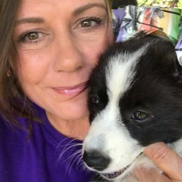 Cardigan Welsh Corgi Puppies from Stornoway Cardigan Welsh Corgis