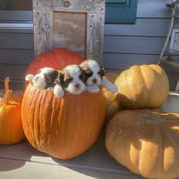 Shih Tzu Puppies from Tiny Bubbles Shih Tzus