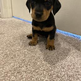 Dachshund Puppies from Desert Dachshunds