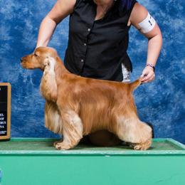 travis - English Cocker Spaniel