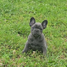 French Bulldog Puppies from Wulfrano Viveros