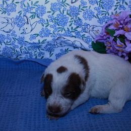 Judith - Red speckled female Australian Cattle Dog puppy in Casa Grande, Arizona from Sonoran Dogz