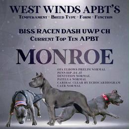 Monroe - American Pit Bull Terrier