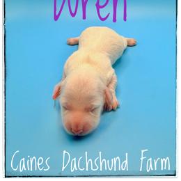 Wren - Cream female Dachshund puppy in Cincinnati, Ohio from Caines Dachshund Farm