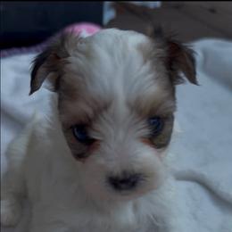 Parti Morkie Puppy Girl 1 - White and tan female Morkie puppy in Summerville, South Carolina from Our Yorkie and Morkie Puppies of Summerville, South Carolina.