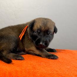 Han (Orange) - Mahogany male Belgian Malinois puppy in Buckeue, Arizona from Légende Vivante Du Chief Kennel