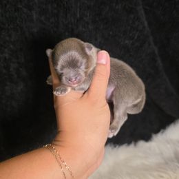 Tina Belcher - Blue and tan female Pomeranian puppy in Smithville, Texas from Lafary Poms