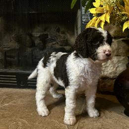 Bright pink collar - Parti female Goldendoodle puppy in Sanderson, Florida from Serenity Goldendoodles