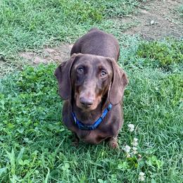 Dudley - Dachshund