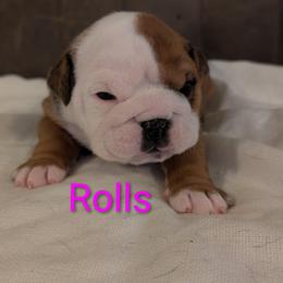 Bulldog Puppies from Shirley EB