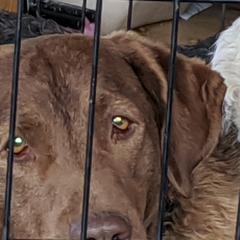 Tess - Chesapeake Bay Retriever