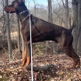 Doberman Pinscher Puppies from Double-Take Doberman Kennels