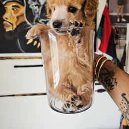 Poodle Puppies from Sankofa Kennel Club