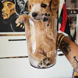 Poodle Puppies from Sankofa Kennel Club