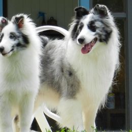 Shetland Sheepdogs from Idlewild Shetland Sheepdogs