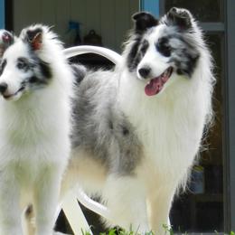 Shetland Sheepdogs from Idlewild Shetland Sheepdogs