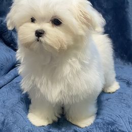 Foxy - White female Maltese puppy in Billingsley, Alabama from Euphoria Maltese