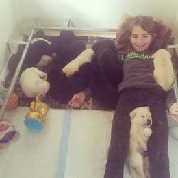 Labrador Retriever Puppies from Wilson Farms & Labradors