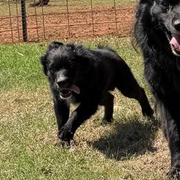 Storm - Black male Australian Shepherd puppy in Piedmont, Oklahoma from HeartDriven Aussies