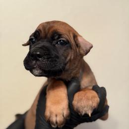 Sahara - Fawn female Cane Corso puppy in Houston, Texas from Mortaio Cane Corso