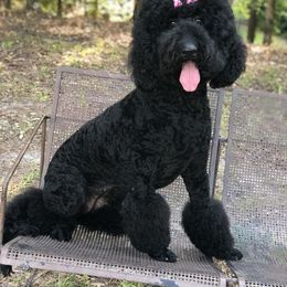 Double Doodle, Labradoodle, Poodle, and Yorkshire Terrier All Grown Up from Cotton Rack Doodles