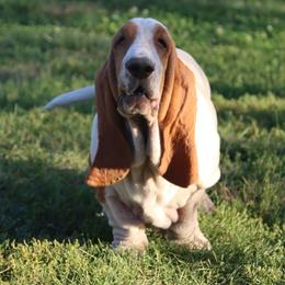 Billow - Basset Hound