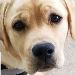 Labrador Retrievers from DaJoh Labradors of Kentucky