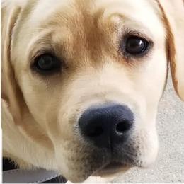 Labrador Retrievers from DaJoh Labradors of Kentucky