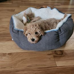 Cavapoo, Pyredoodle, and Sheepadoodle Puppies from Davis Family Doodles