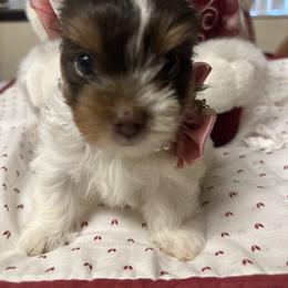 Star - Chocolate, tan and white female Yorkshire Terrier puppy in Tampa, Florida from M&S Royal Luxe Yorkies
