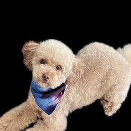 Penny - Poodle