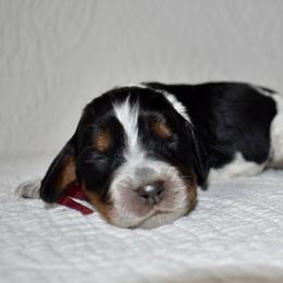 Gazelle - Black white and tan female English Springer Spaniel puppy in Chapmansboro, Tennessee from Balthrop Bend Farms