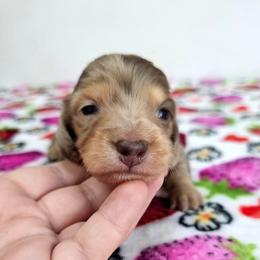 Chocolate and tan dapple male (orange) - Dapple male Dachshund puppy in Belle Rive, Illinois from Akin's Miniature Dachshunds, LLC