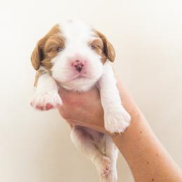Cavalier King Charles Spaniel Puppies from Cumberland Cavaliers