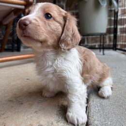Teddy - Piebald male Dachshund puppy in Enterprise, Alabama from Kismet Doxies