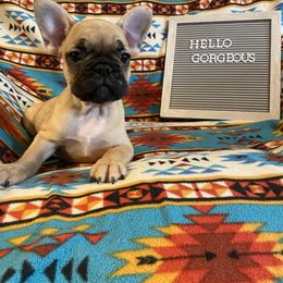 French Bulldog Puppies from Erica's Furbaby French Bullies