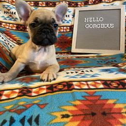 French Bulldog Puppies from Erica's Furbaby French Bullies