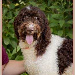 Romeo - Brown and white male Bernedoodle puppy in Connersville, Indiana from Deaz Doodle Ranch