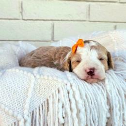 Cashmere - Yellow and white female Bernedoodle puppy in Russell Springs, Kentucky from 270 Doodles