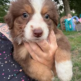 Beth - Red tri-color female Australian Shepherd puppy in Four Oaks, North Carolina from RoseWest Farms
